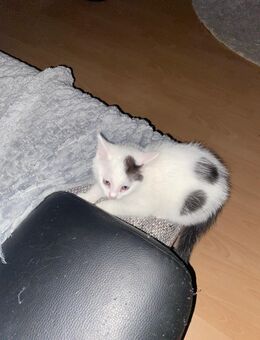 Mischlinge - Olbernhau