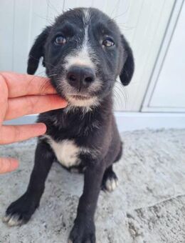 Eira von kettenlos - Bollingstedt