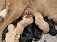 Labrador-Welpen in blond und schwarz - Neuenkirchen (bei Greifswald)