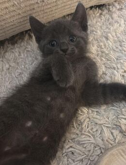 Zauberhafte Russisch Blau Katzenbabys suchen ein liebevolles Zuhause - Berlin