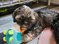 Shih-tzu Welpen - Offenbach (Main)