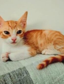 Lieber, junger Kater Pelayo - Karlsruhe