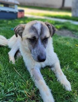 Luna von kettenlos - Bollingstedt