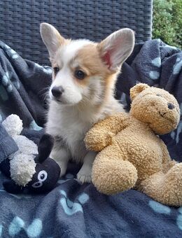 Welch Corgi Pembroke Welpen - Pulsnitz