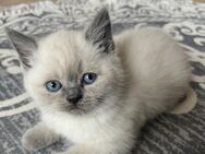 British Suß kitten - Wuppertal