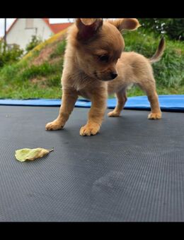 Chihuahua Welpen langhaar - Dippach