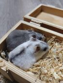 junge chinesische Streifenhamster kletterfreudige Hamster Zwerghamster Kletterhamster klettert wie eine Maus in 01844