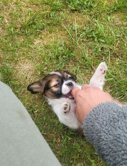 Shih Tzu Welpen - Friesoythe Zentrum