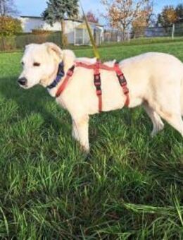 Snowflake eine sanfte Seele - Berlin