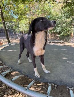 Flavia wünscht sich liebevolle Familie - Schwabach