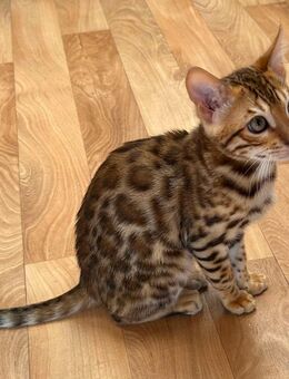 Bengalkitten, Kitten, Babykatzen - Veitsbronn