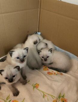 Siam Kitten - Neuhof (Hessen)