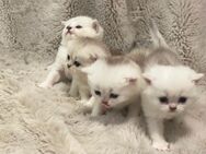 Britisch Kurzhaar (BKH) Kitten - Dortmund Wambel