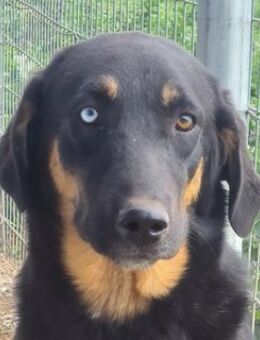 Harvard, geb. ca. 05/2022, GRIECHENLAND - Euskirchen