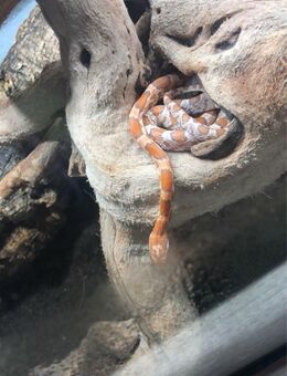 3 Kornnattern abzugeben mit Terrarium - Uchte