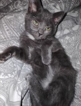 Korat-Katzen mix mit Russisch Blau 4 Monate alt - Hamburg