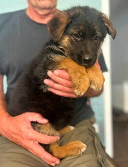 Deutscher Schäferhund Welpen - Recklinghausen