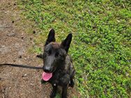 Herder X sucht dich/euch - Hoyerswerda