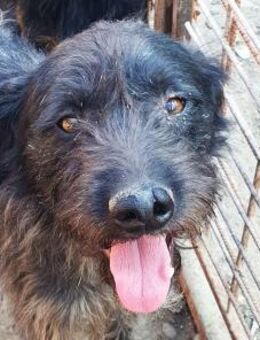 BORIS-zutraulicher,hübscher Rüde,46cm - Rösrath