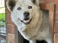 ALEXIS - Hundeomi sucht Einzelplatz ♥ - Duisburg