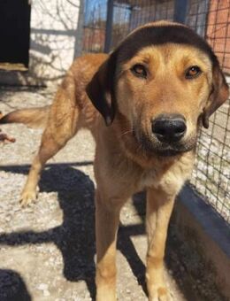 TOM - hofft auf besseres Leben - Aerzen