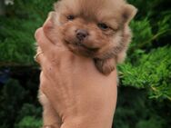 💗 Letztes Pomeranian-Mädchen sucht liebevolles Zuhause 💗 - Hamburg