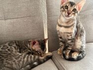 Sehr zutrauliche Bengal-Kitten mit Stammbaum, offizielle Züchter - Ilmenau