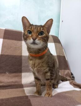 Evrika - Einzelkatze - Bochum