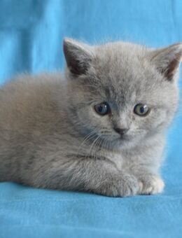 Reinrassige BKH Kitten - Nümbrecht