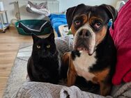 Tierliebe Vermieter gesucht! - Bad Karlshafen
