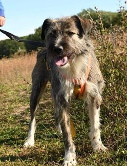 Wunderschöner frecher Ariel - Siggelkow