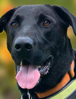 Nicki - Perro de Pastor Mallorquin - 4 Jahre - Tierhilfe Franken e.V. - Lauf (Pegnitz) Zentrum