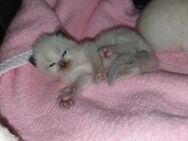 5 süße reinrassige Ragdoll Kitten - Zahna-Elster