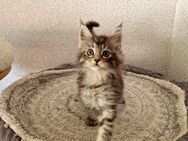 Maine Coon Kitten - Nienburg (Weser)