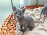 Reinrassige Russisch Blau Kitten mit Stammbaum - 1 frei - Schleitheim