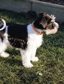 Zwergschnauzer Welpen Hündin in 96515