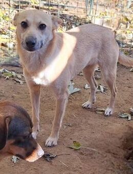 Sanfte💕 Deer 💕sucht Familie (E) - Ludwigshafen (Rhein)