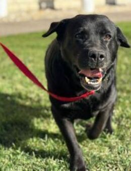 Labrador Dame Contessa - Ellerbek