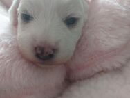 Bichon frise reinrassiger Welpe - Oberhausen