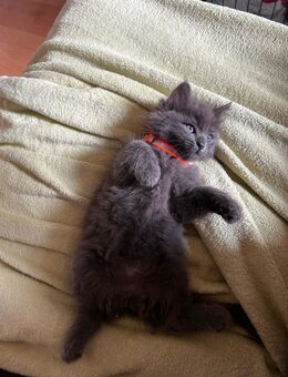 Ab Sofort. Heilige Birma-Russisch Blau Mix Babys - Krefeld