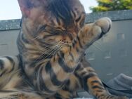 Junge Bengal Spartacus blue-silver Farbe - Magstadt