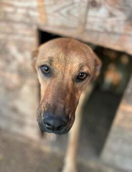 Max - sanfter Jungerüde - Löwenberger Land
