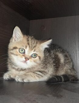 BKH Kitten Kätzchen reinrassig - Gechingen