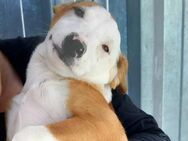 Milu und 4 Geschwister suchen Ho - Ludwigshafen (Rhein)