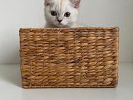 Britische Kurzhaar Baby Katze - Bergneustadt