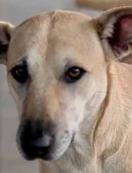 Leni - abgemagert aus d. Tötung gerettet - Hamburg