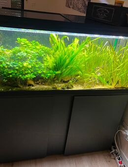 Eheim Vivaline 240 LED Anthrazit - Mönchengladbach