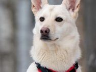 Vorsichtiger Theo sucht seine Familie - Duisburg