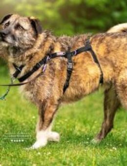 Toby - eine treue Seele - Elsdorf (Nordrhein-Westfalen)