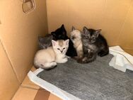 3 Süße Kitten abzugeben / BKH-Siam Mix - Velbert